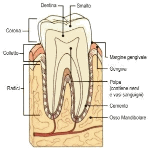 Devitalizzazione dente